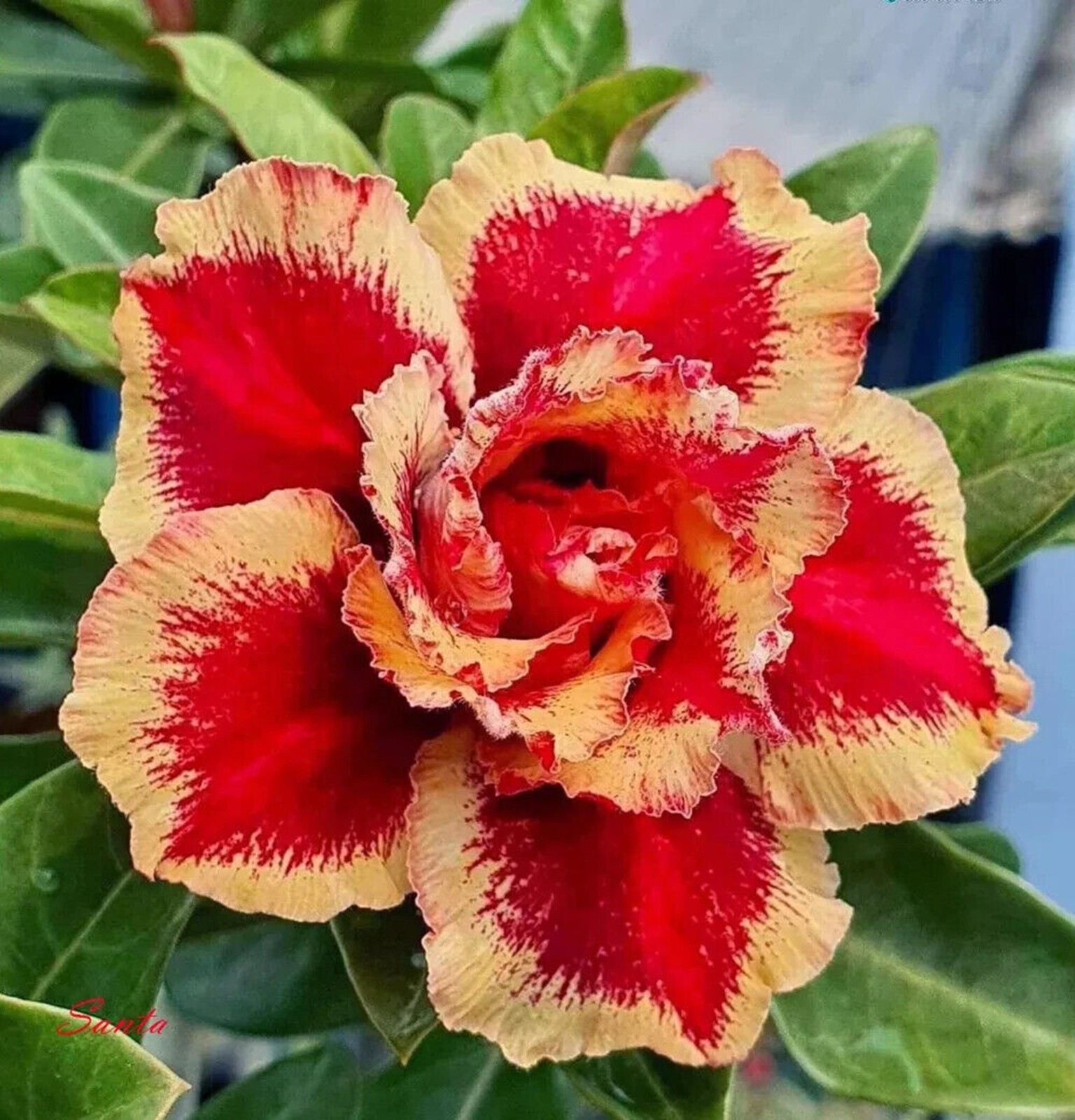 5 Red Mango Desert Rose Seeds Adenium Obesum Flower Perennial Seed US SELLER