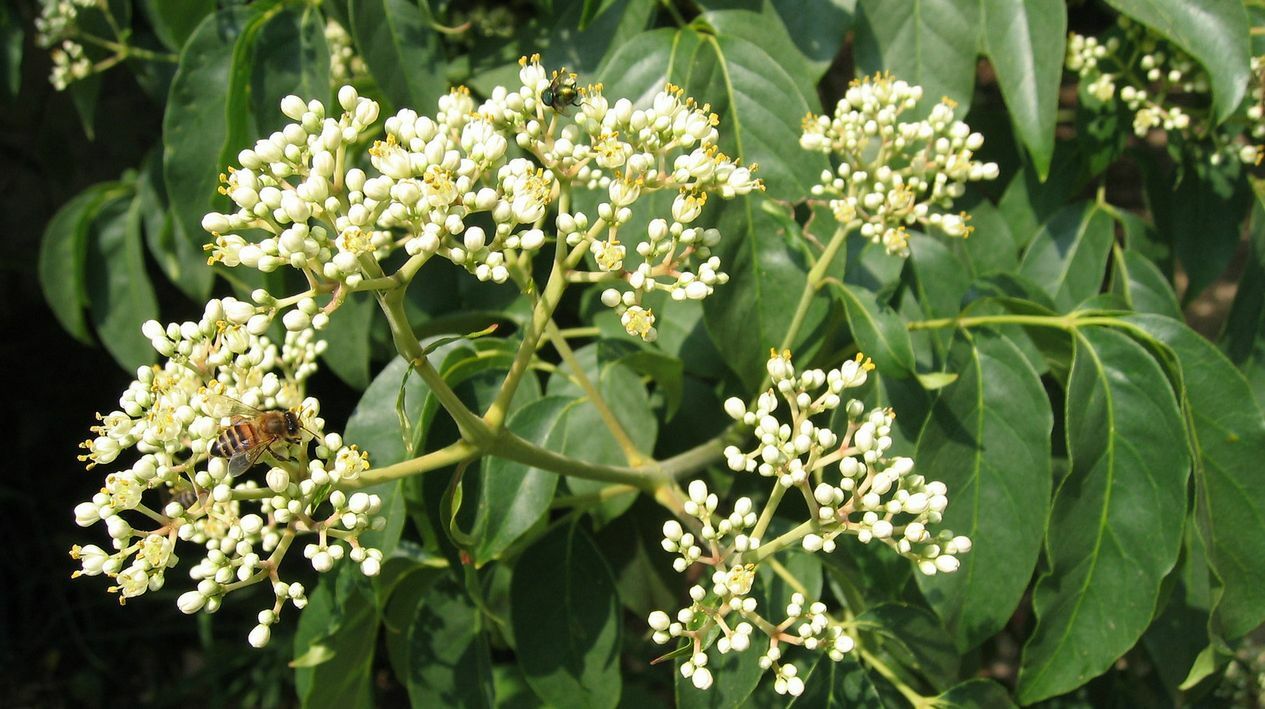Korean Evodia | Bee-Bee Tree (Tetradium daniellii) Honeybees & Apiarists delight