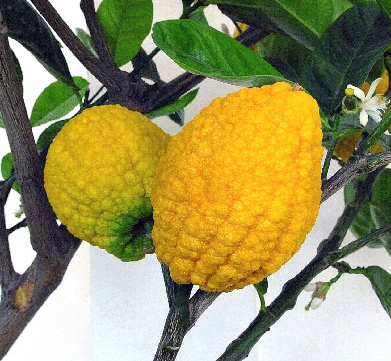 Citron Seeds – Citrus medica – Fragrant Evergreen Fruit Tree Etrog Lemon TCM