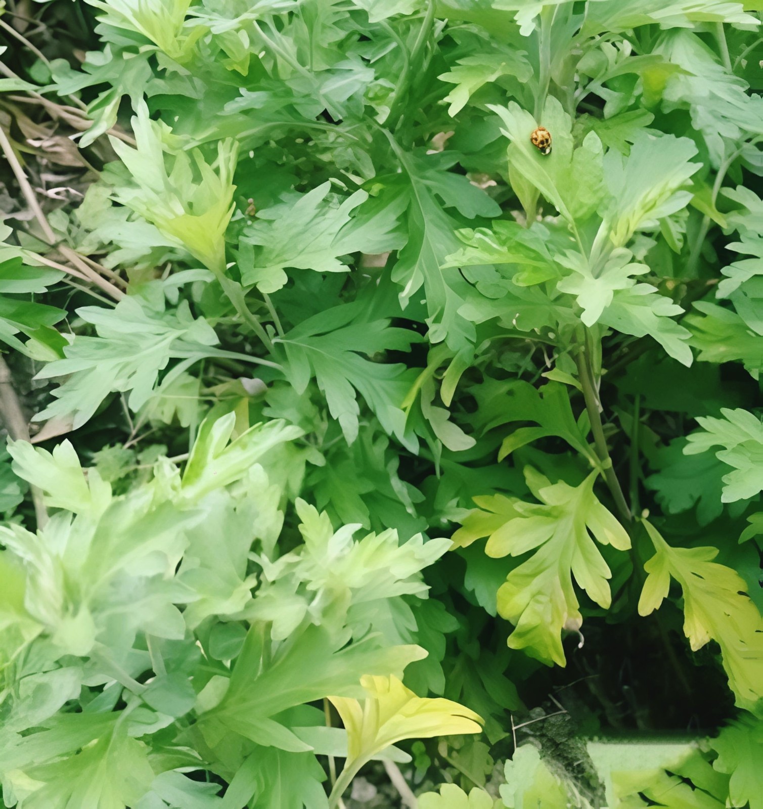 Yomogi Mugwort Seeds – Japanese Kui Ho – 1000 seeds