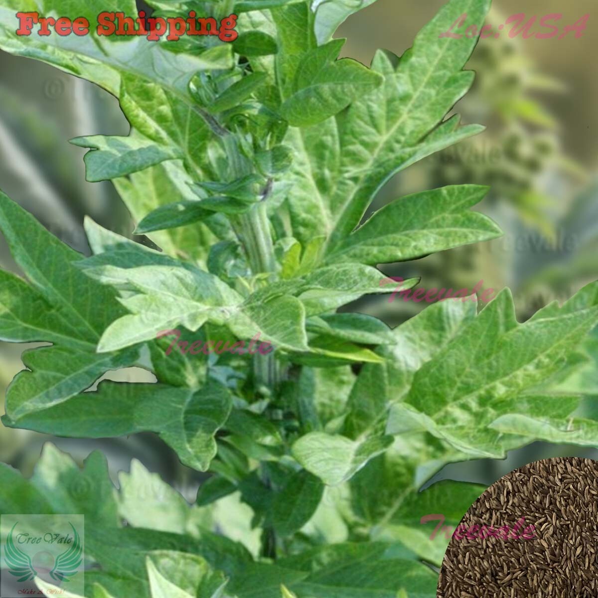 Mugwort Seeds | Medicinal Culinary Perennial Herb (Artemisia vulgaris)