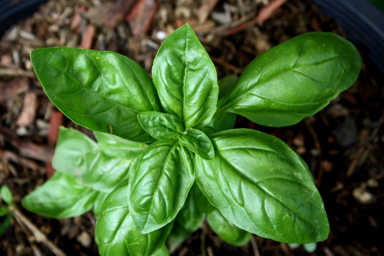 Sweet Basil Seeds, NON-GMO, Common Basil, Easy Grow Herb, FREE SHIPPING