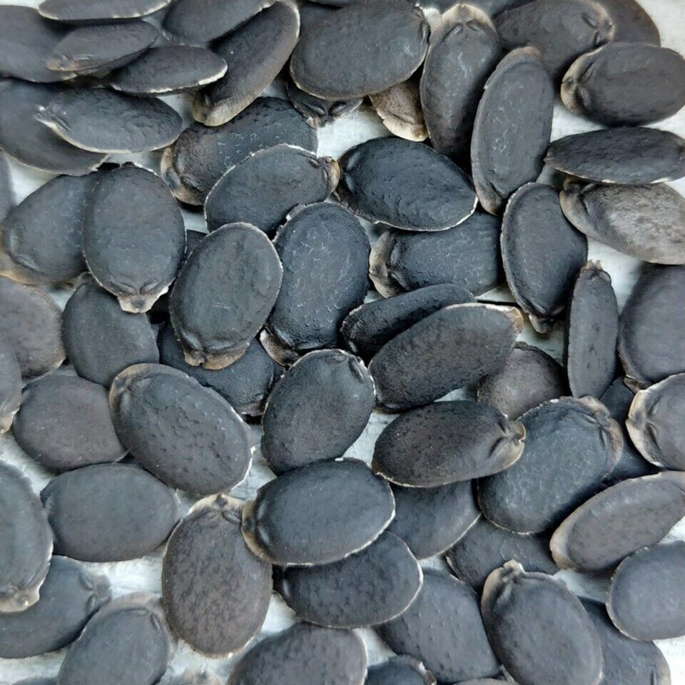 20+ Organic Luffa Gourd Seeds -Hột Mướp Hương -Organic NON-GMO – Free Shipping!