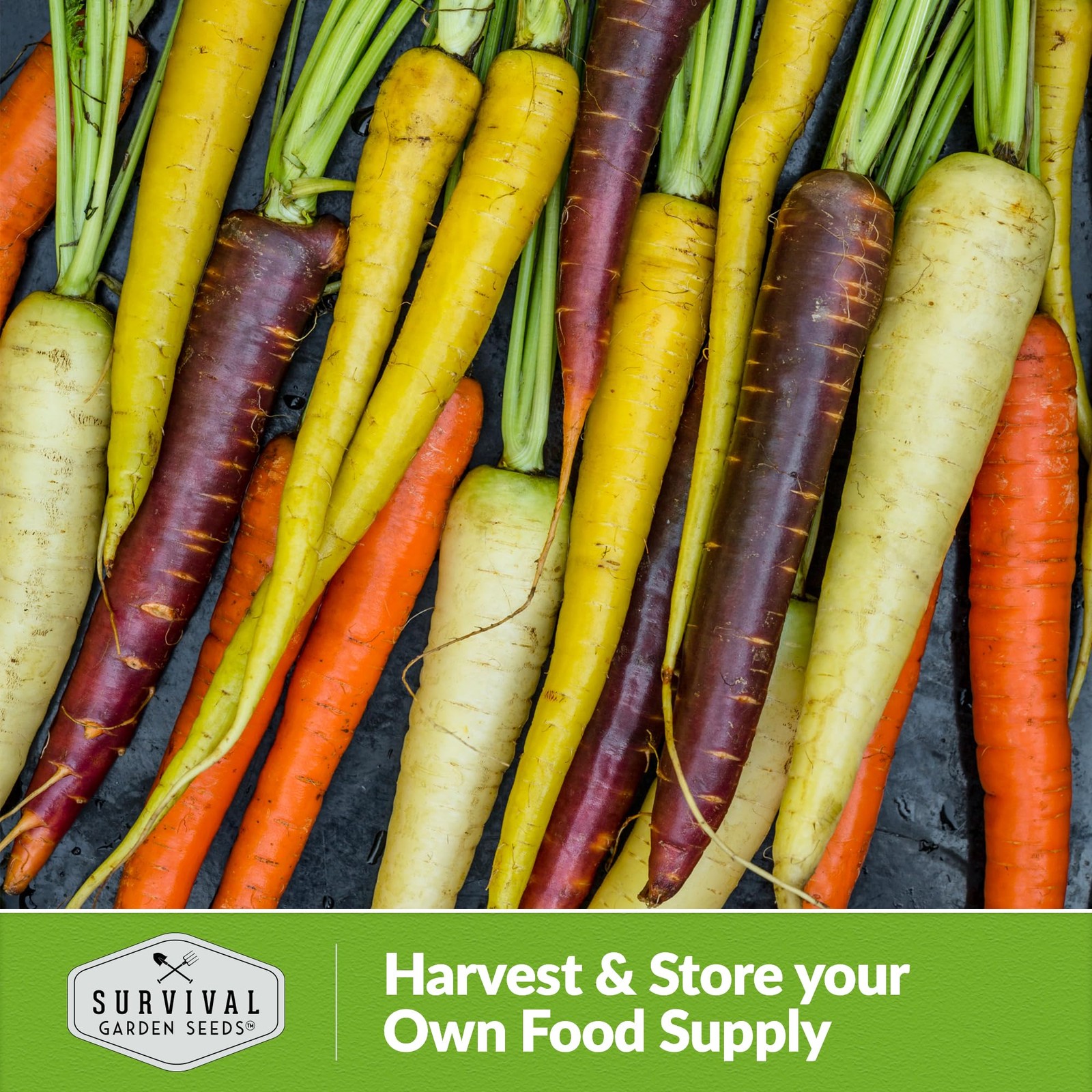 Rainbow Carrot Seeds for Planting – (2 Packs)