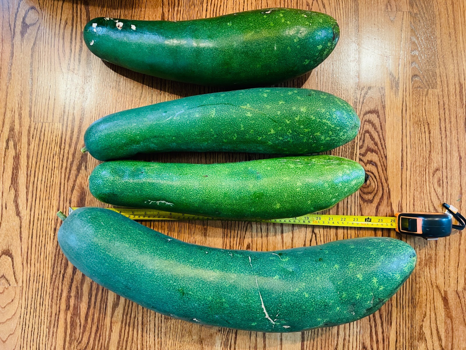 10 Seeds Fuzzy gourd, Mao Gua Mokwa Non-GMO Heirloom USA