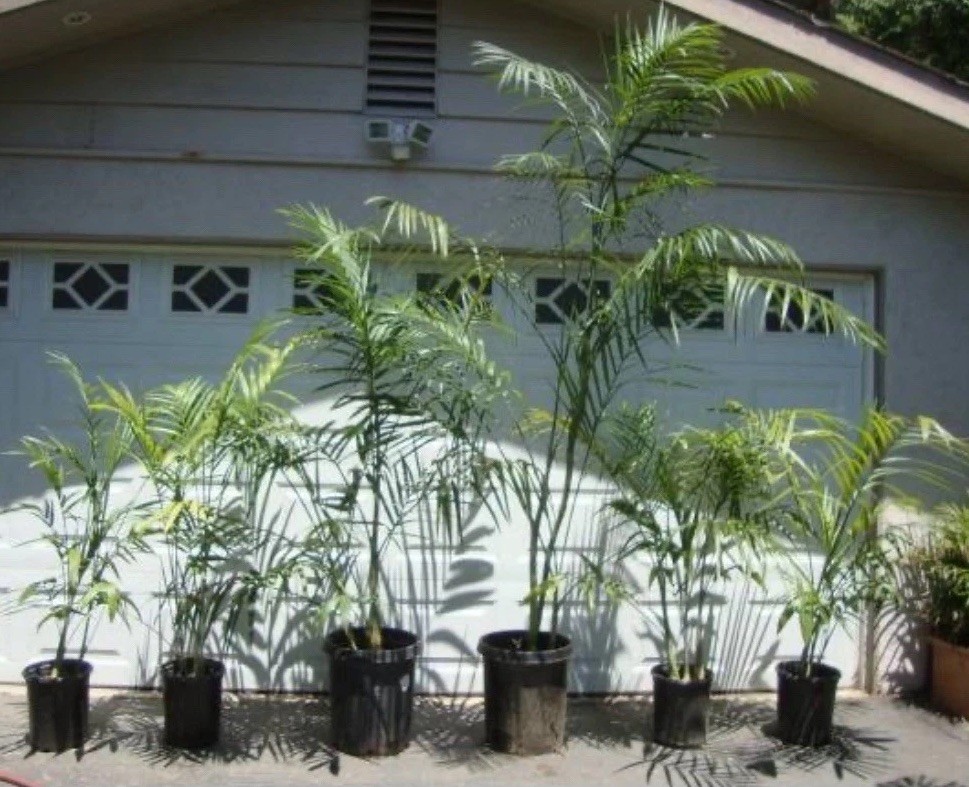 Incredibly Cold Tolerant Feather Palm 14F° Chamaedorea Radicalis Palm Seeds