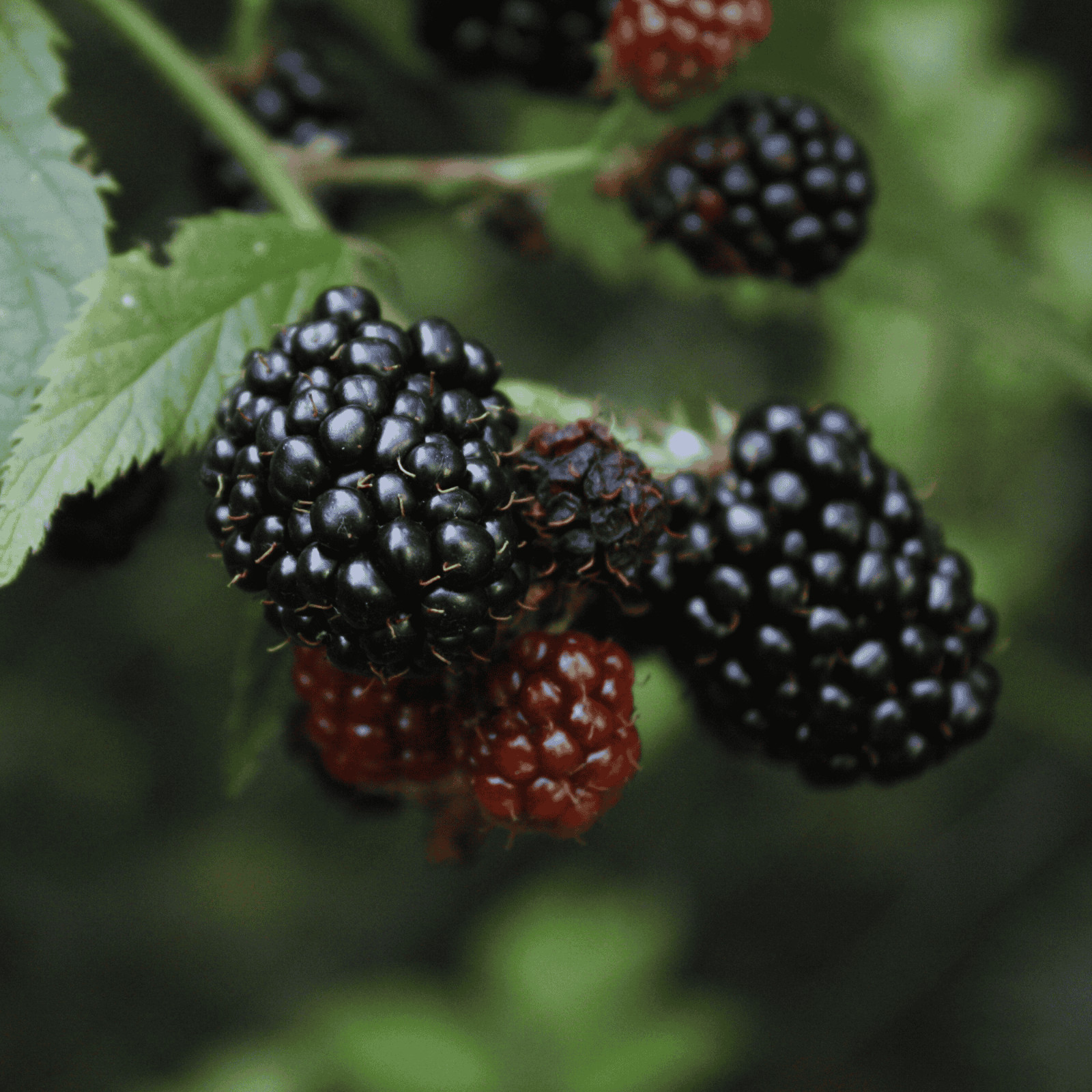 Chester Blackberry – 2 Blackberry Plants