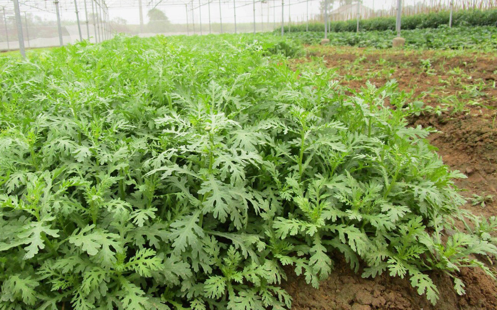 2000+ seeds Shungiku, chrysanthemum,Tong Ho ,Tan Ngo, Cai Cuc, Tan O seeds