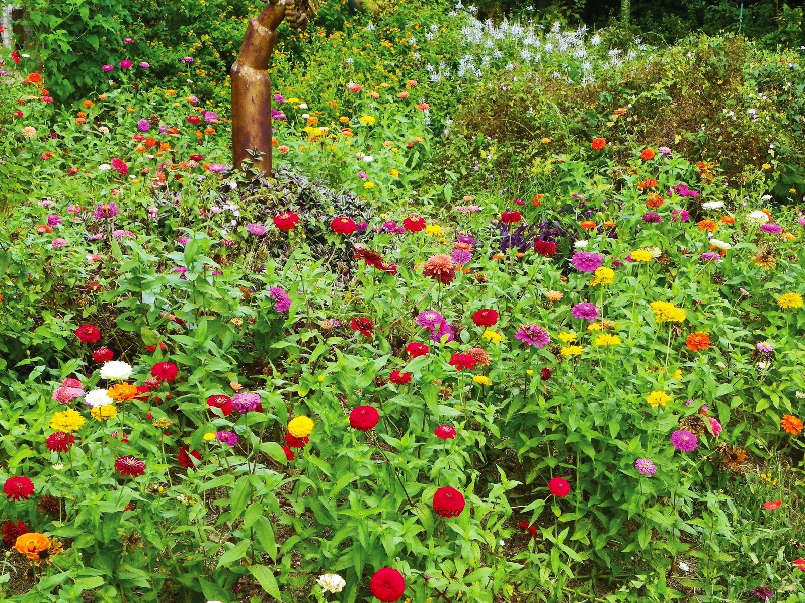 Lilliput Mix Zinnia Seeds | Pom Pom Dwarf Rainbow Multi Color Flower Seed 2024