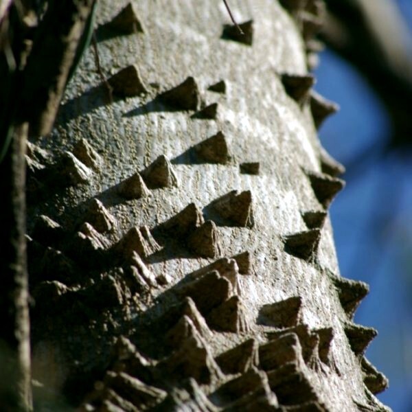 20 HERCULE’S CLUB TREE SEEDS (Zanthoxylum clava-herculis) Prickly Ash Fast Rare