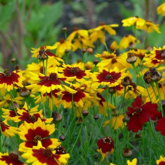 PLAINS COREOPSIS Calliopsis Native Wildflower Heirloom Full/Part-Sun 500 Seeds