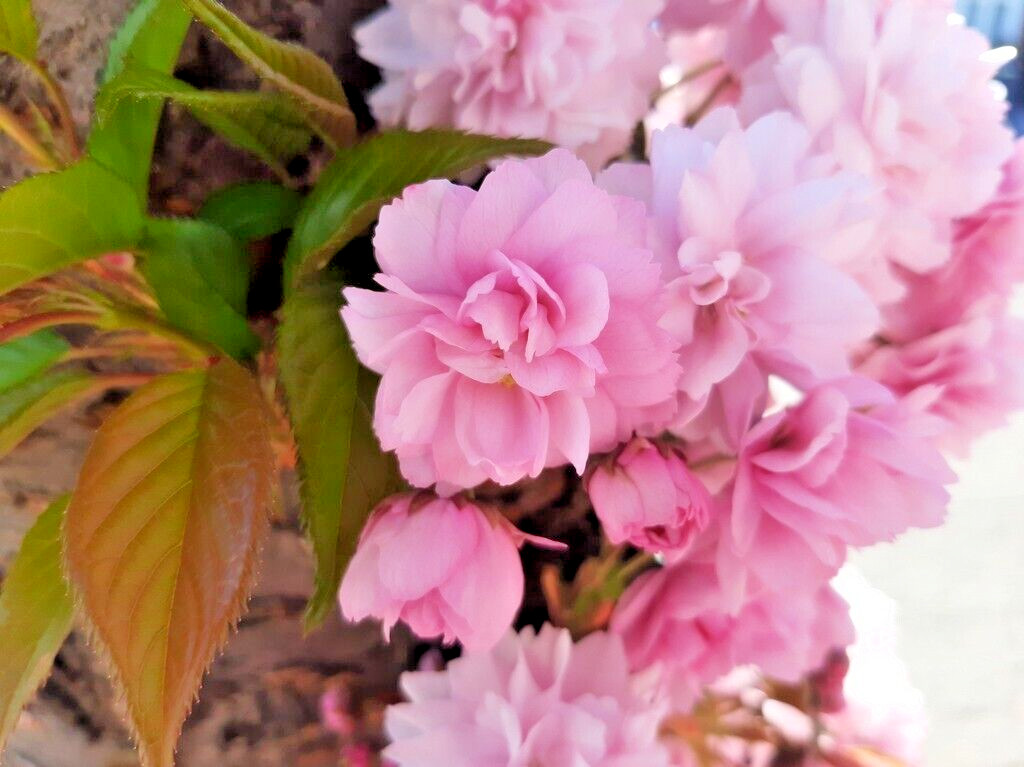 Japanese Cherry Tree PB | Premium Seeds | Prunus serrulata ‘Fall’ | Plants’®