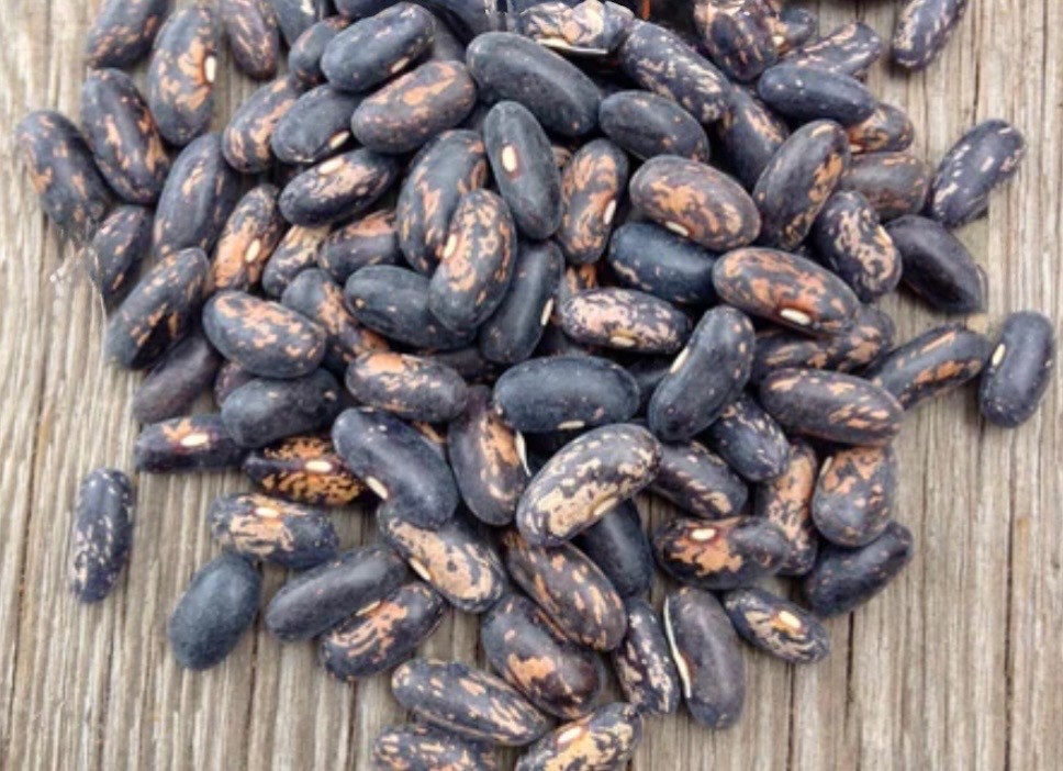 Tendergreen Improved Stringless Bush Bean – Fresh Seeds – NonGMO, USA Seller