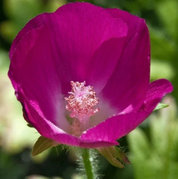100 – 1,000 Heirloom Wine Cup Poppy Mallow Seeds Callirhoe involucrata Perennial