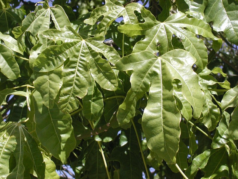Brachychiton Acerifolius 7 Seeds, Illawarra Flame Tree, Flowering Kurrajong