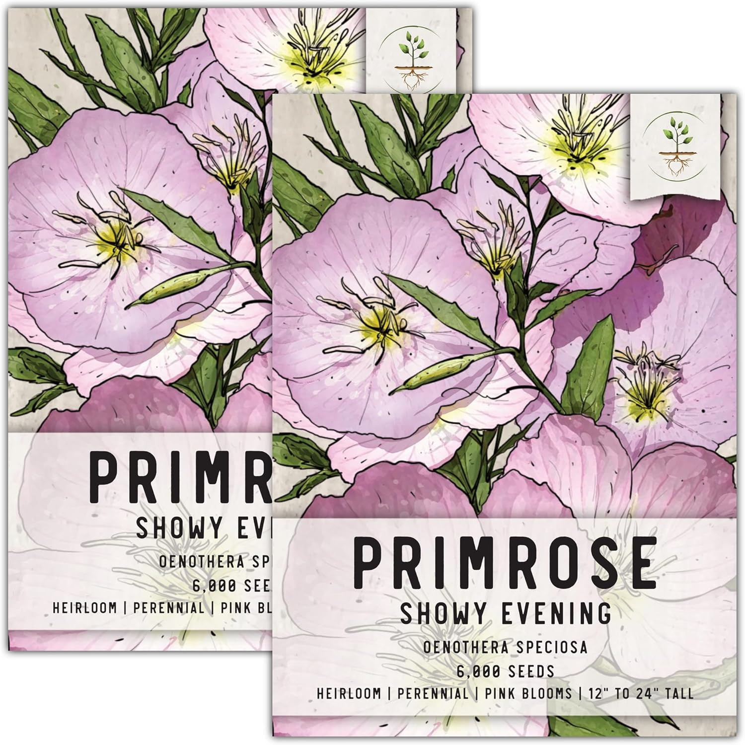 Showy Evening Primrose Seeds – 6,000 Seeds for Planting Oenothera Speciosa – Per
