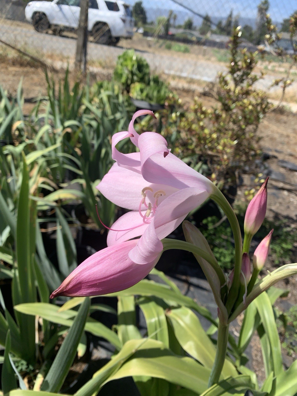 Crinum x Powellii Pink California Lily 1 Jumbo 4-5” Blooming Age Bulb Fragrant