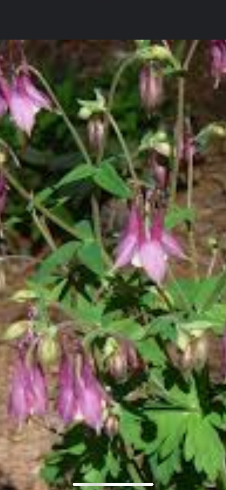 100+ Columbine Seeds 2024 Mixed Blue Purple Pink Flower Spring Perennial in USA