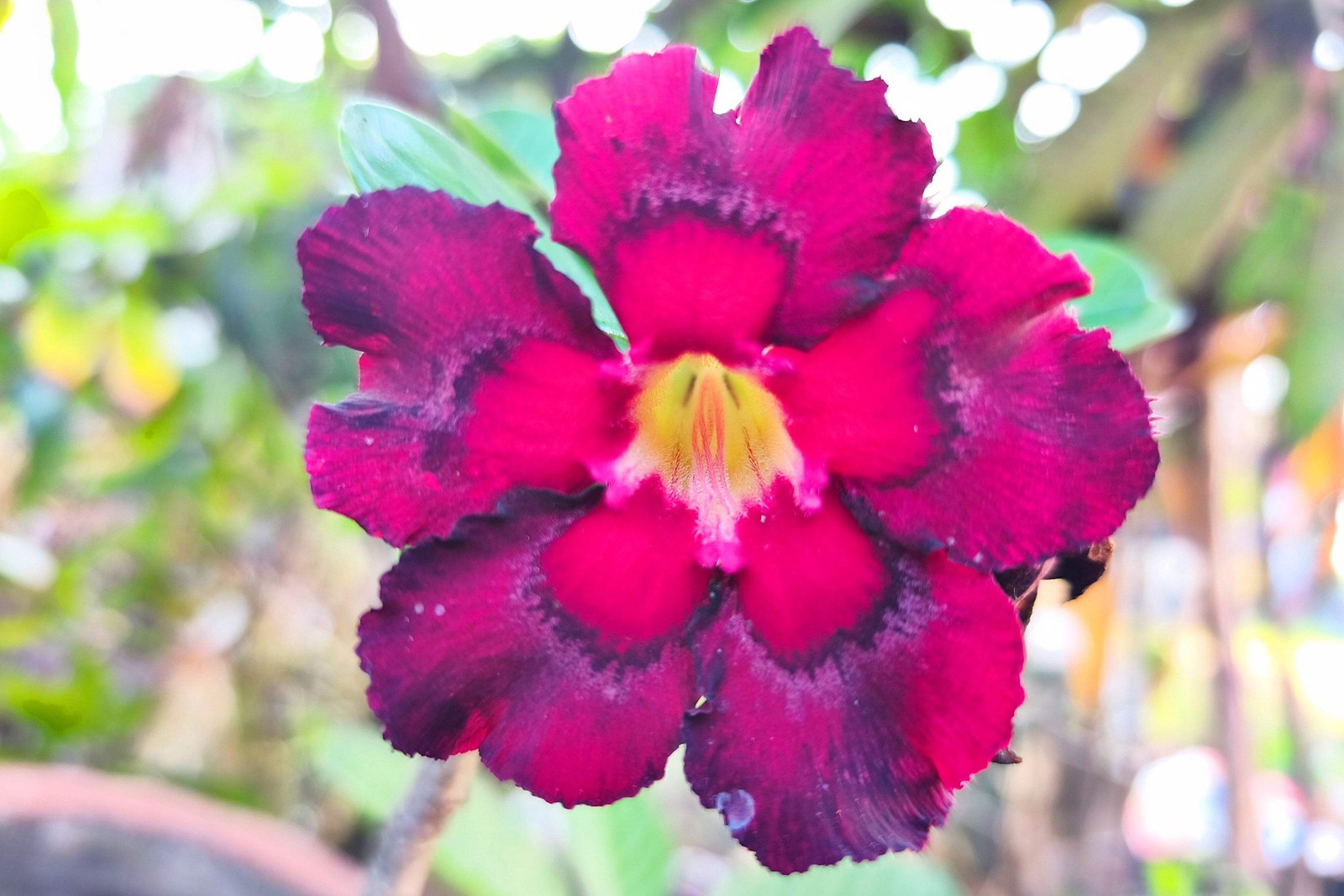 10 Mixed DESERT ROSE / ADENIUM Obesum African Houseplant Flower Seeds *Comb S/H