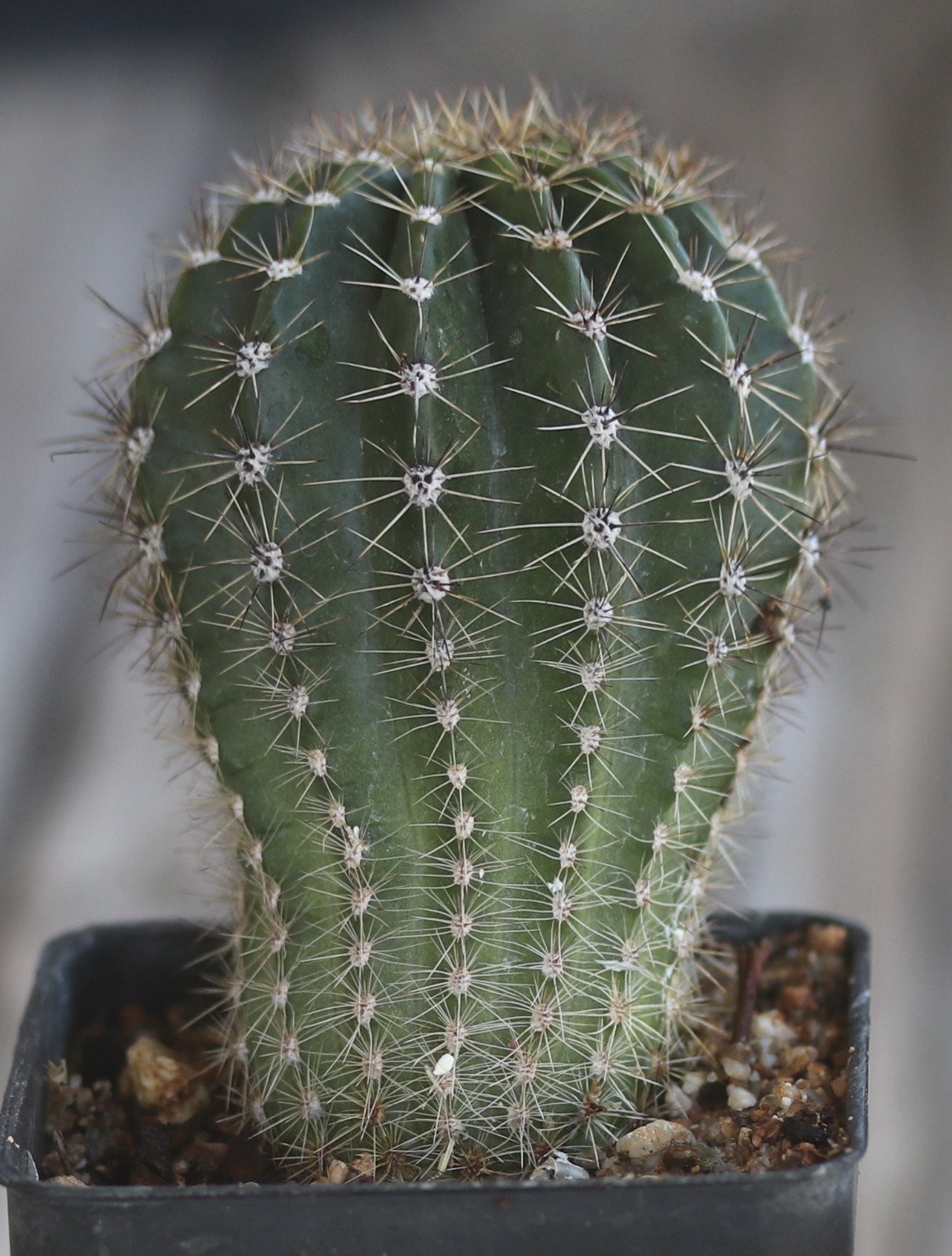 Echinopsis hybrid ‘Terpischore’