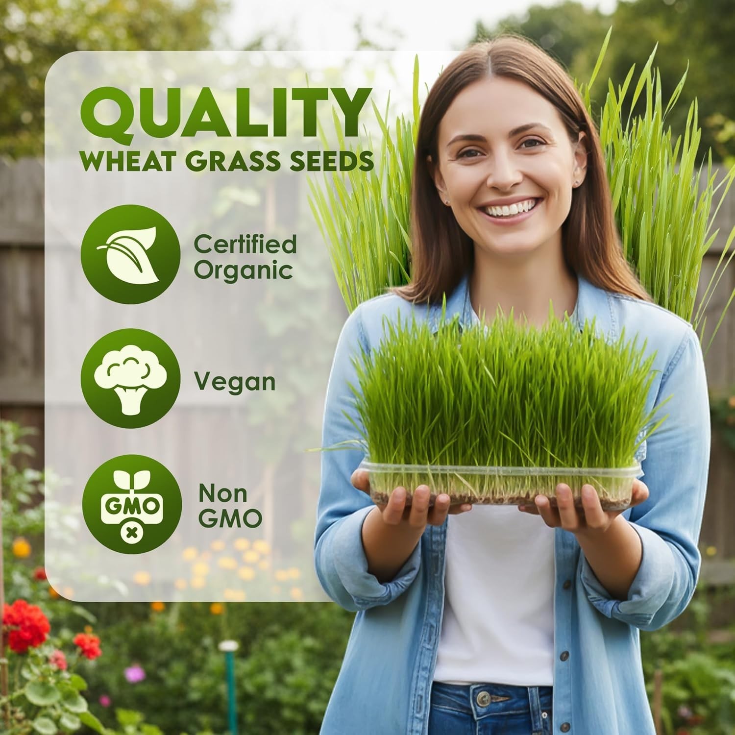 Wheat Grass Seeds – Non-GMO Organic Seeds for Planting, Cat Grass Kit Planter…