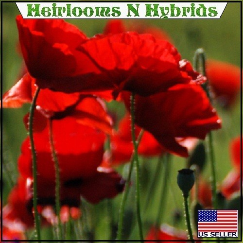 20,000 Organic Red Flanders Field – American Legion – Shirley Poppy Seeds 2026