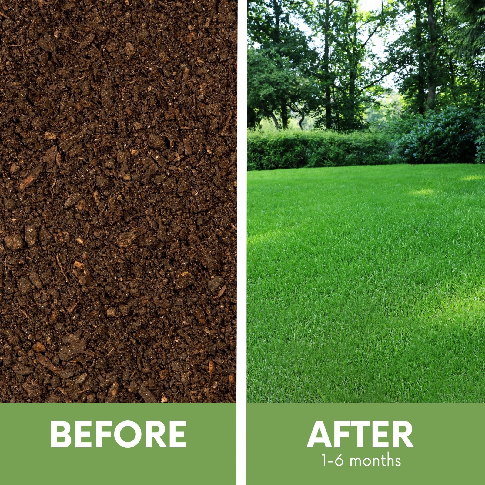 RUFF and TUFF! Fescue Grass Seed, Pet Friendly, Low Maintenance, Shade Tolerant