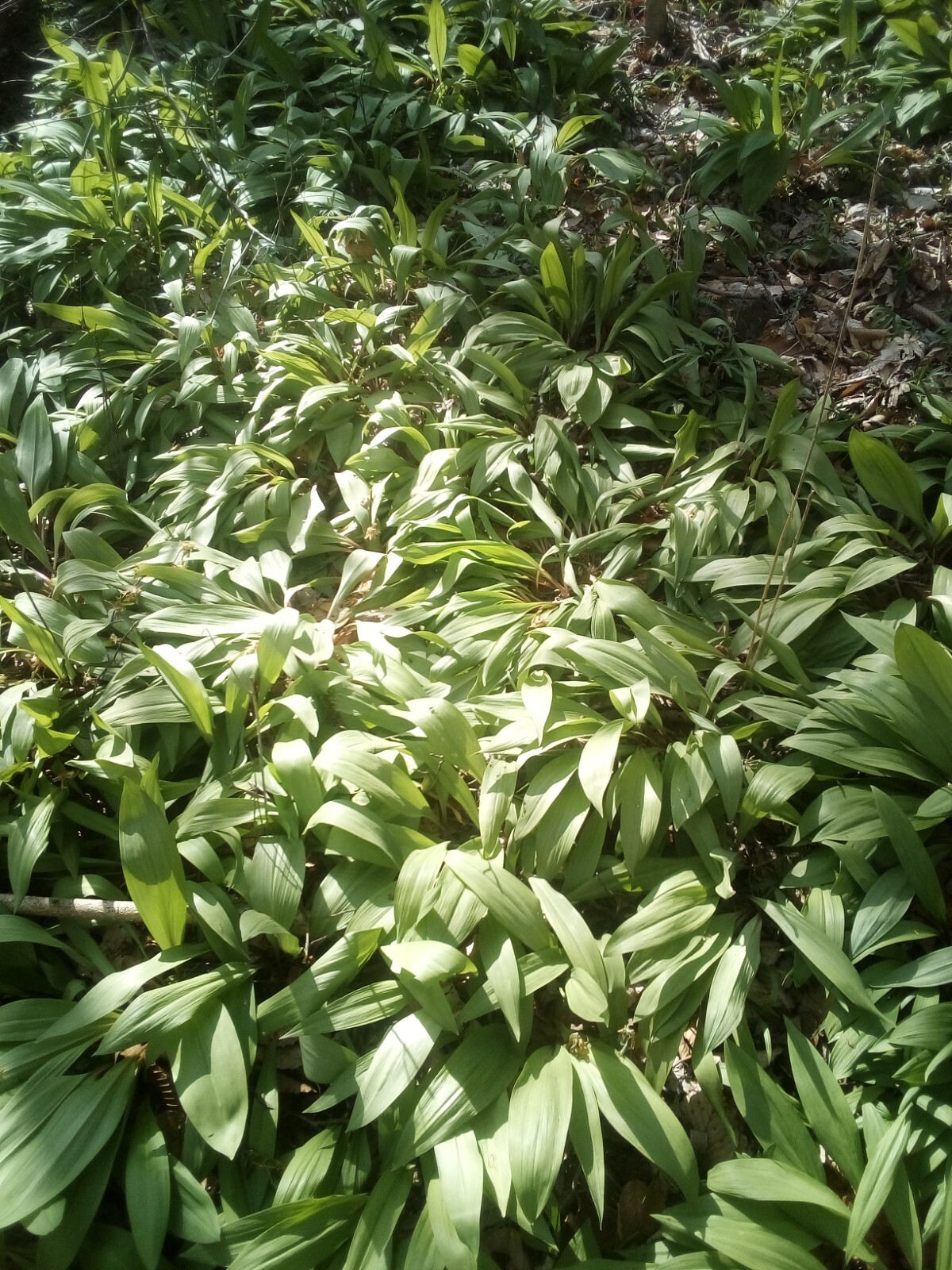 10 Bare root wild leek bulbs (ramps) for planting