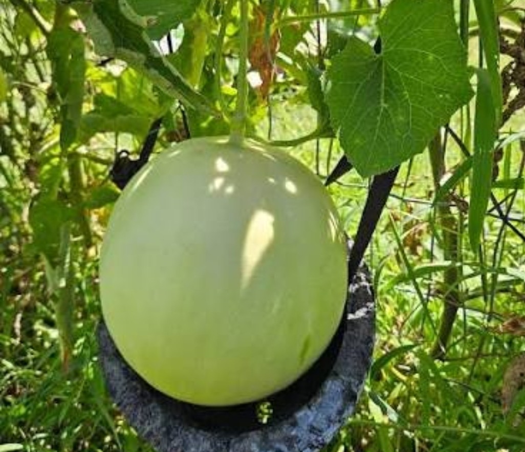Honeydew Melon Seeds 20ct NON-GMO