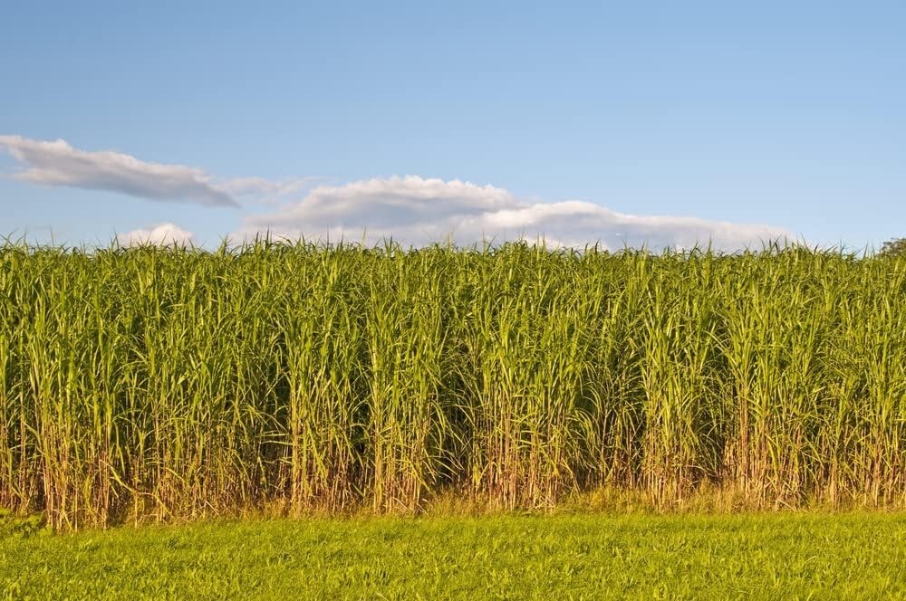 1/2 lb SWITCHGRASS Seeds Native Tall Grass Prairie Ornamental Perennial pound