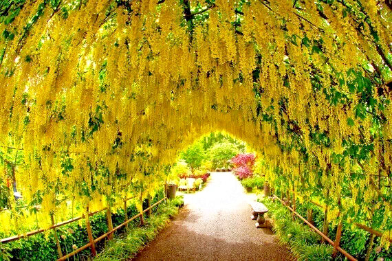 GOLDEN CHAIN TREE SEEDS (Laburnum anagyroides) “Wisteria Like” Flowering Plant