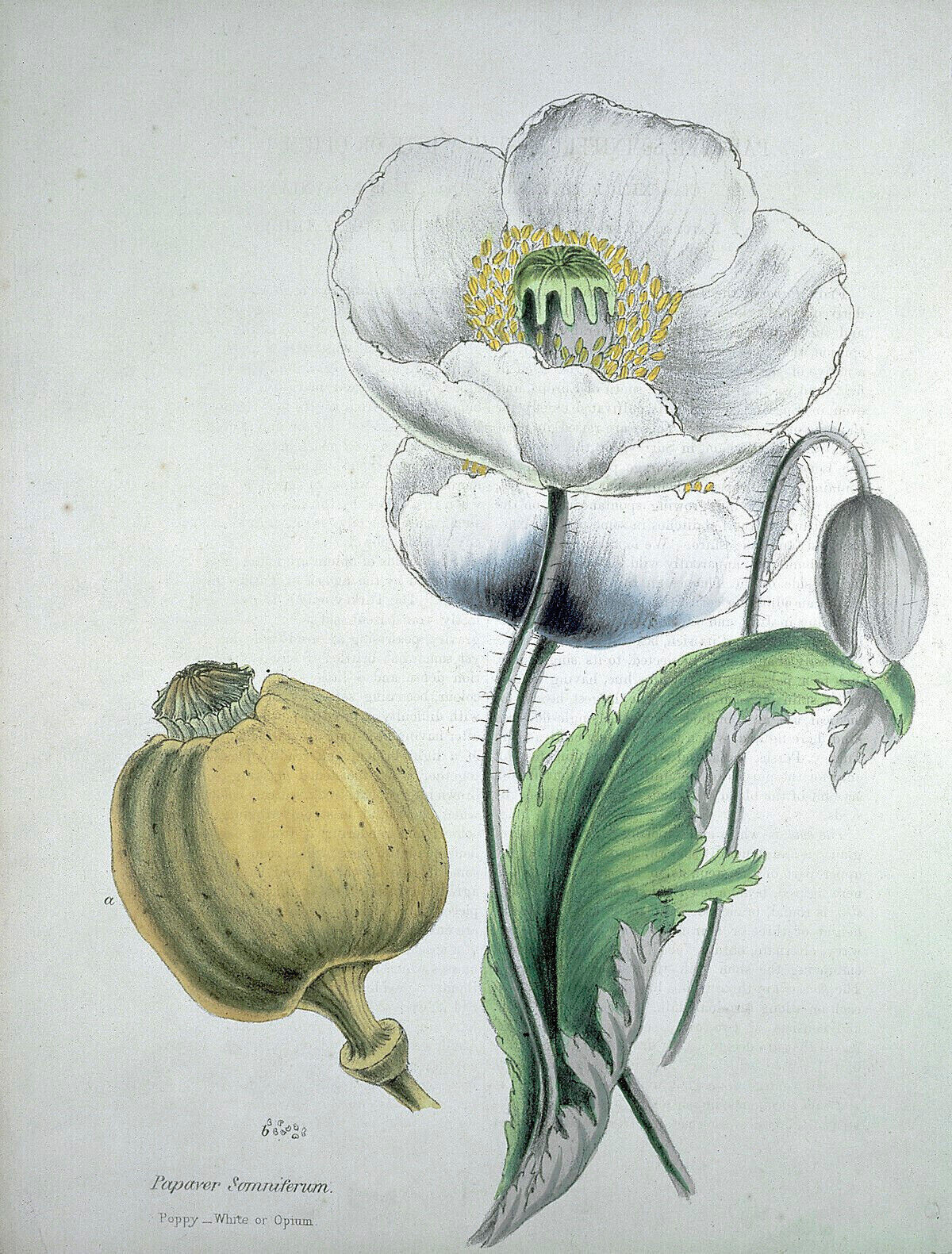 1,000 White Cloud Peony Poppy Seeds – P. Somniferum -Classic Double White Blooms
