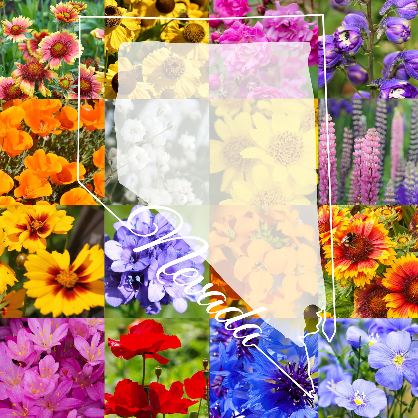 Northern Nevada Wildflower Mix, 1 lb Covers 3,200 sq ft, Multi-Color Blooms, …