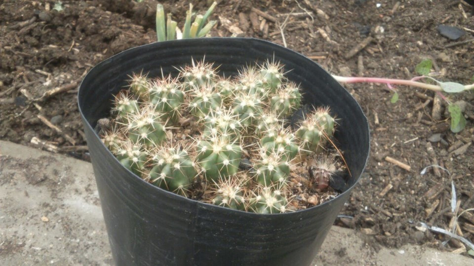 500+ Fresh Organic Arizona Saguaro Cactus Seeds – Carnegiea Gigantea