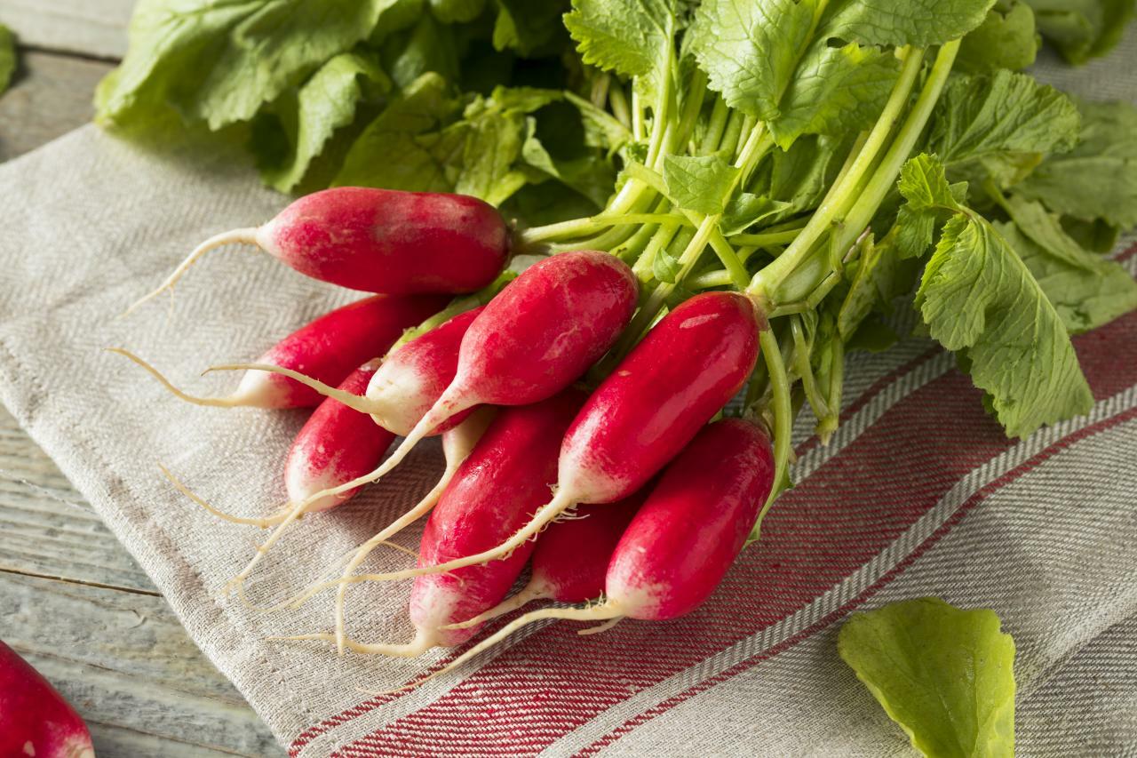 French Breakfast Radish Seeds | Raphanus Red Pink White Long Radishes Seed 2024