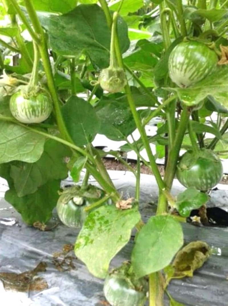 30PCS round Thai Green Eggplant Seeds Solanum Melongena Southeast Asian Eggplant