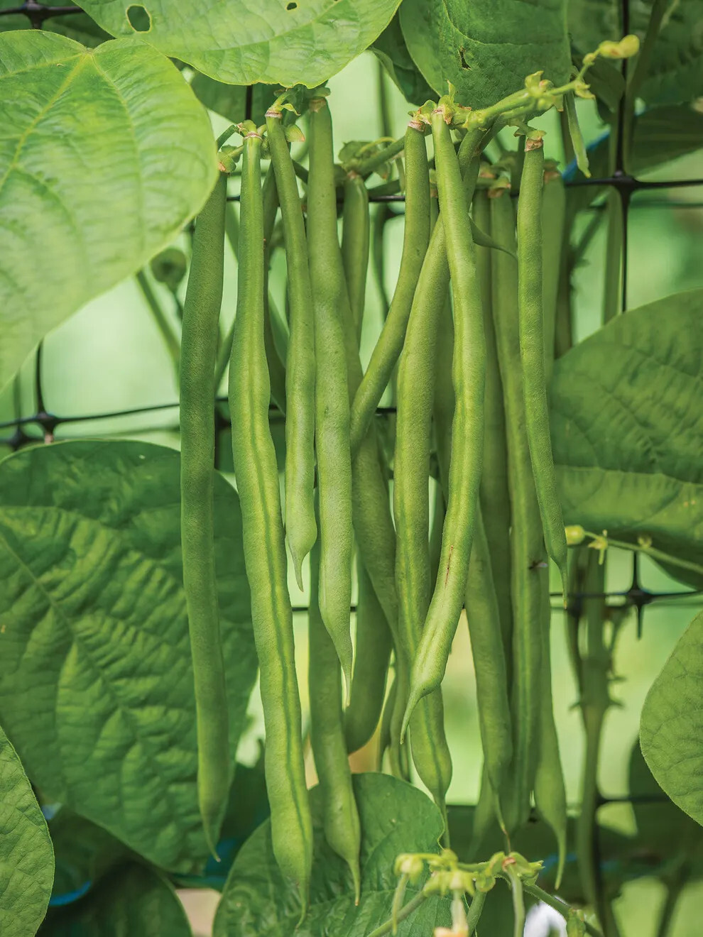 30 Provider Bush Green Bean Seeds – Heirloom NonGMO SUPER High Yields!!