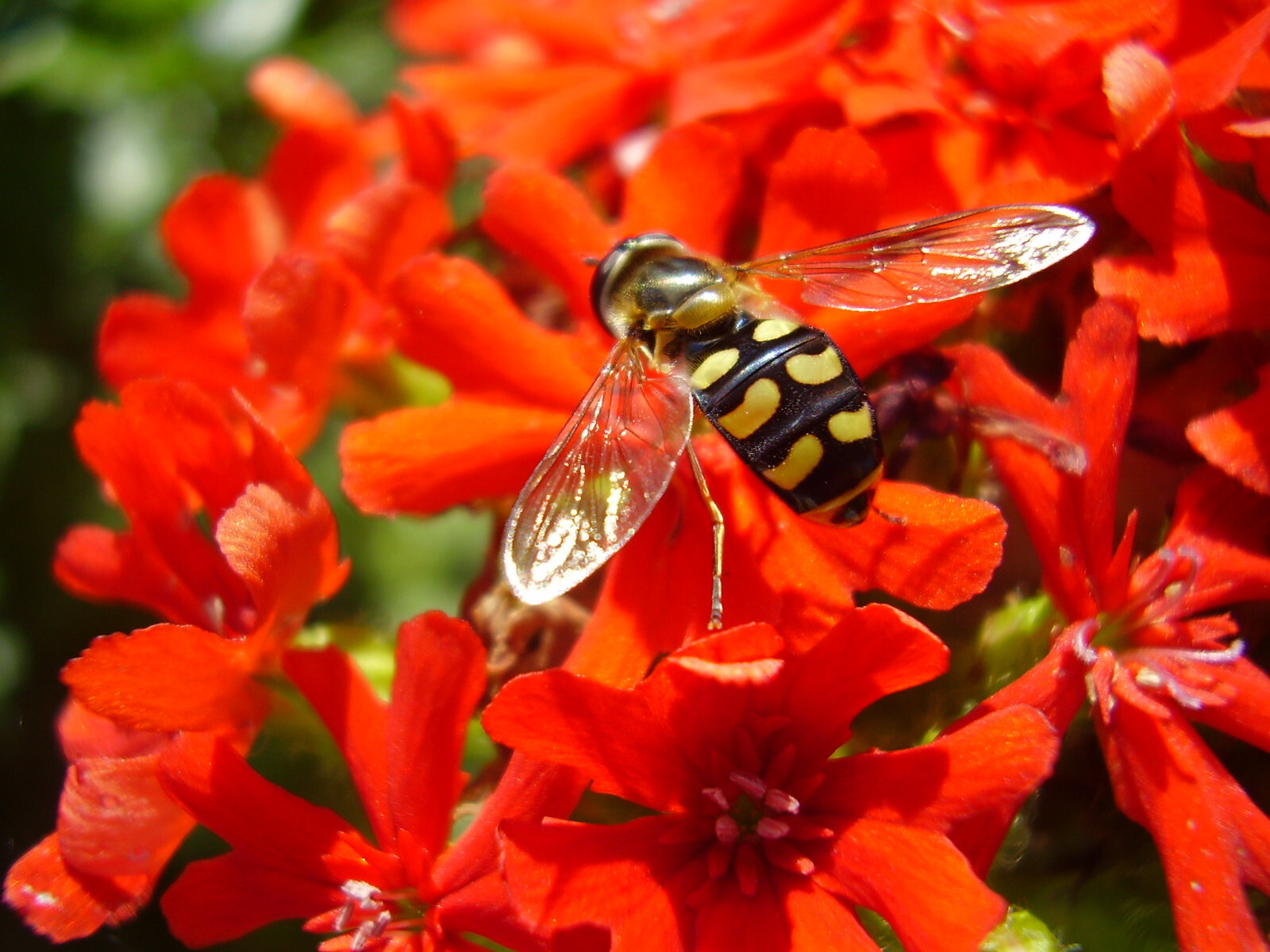 Lychnis Chalcedonica – Maltese Cross seed