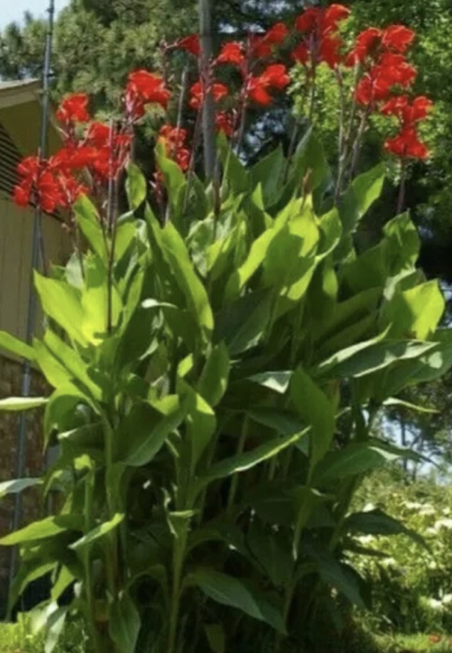 Red Canna Bulbs Big Flower Lot OF (5) Tropical Plants 4-5’ Organic Red Cana