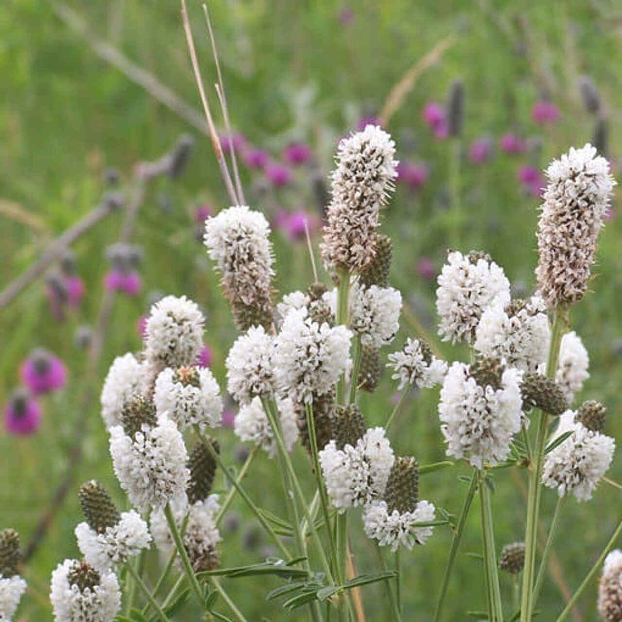 White Prairie Clover Seeds 250+ NATIVE WILDFLOWER USA FREE SHIPPING PERENNIAL