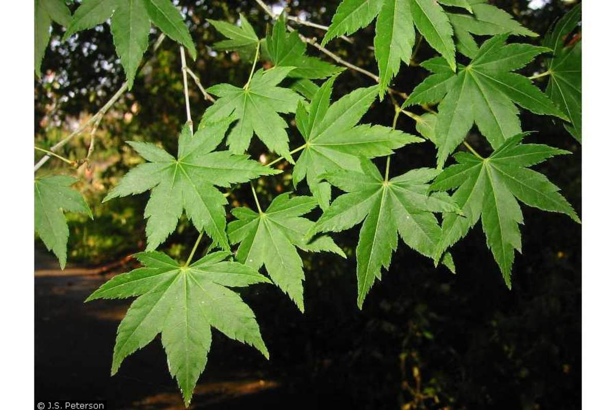 1-1000 PCS Japanese Maple Tree Seeds Small Acer Palmatum Autumn Flower Red 0181