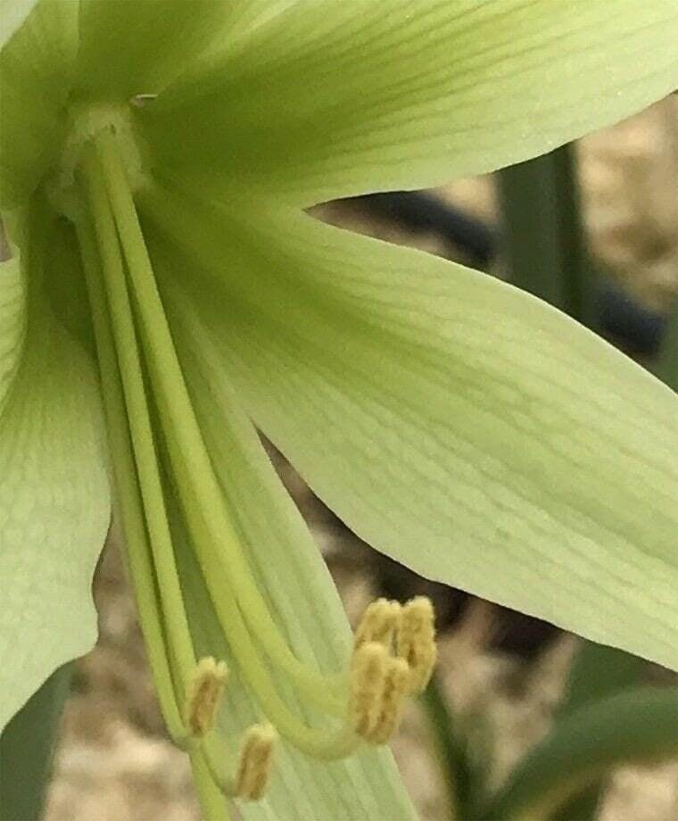 EVERGREEN Extra Large Amaryllis Bulb 30/32 centimeters – US Seller