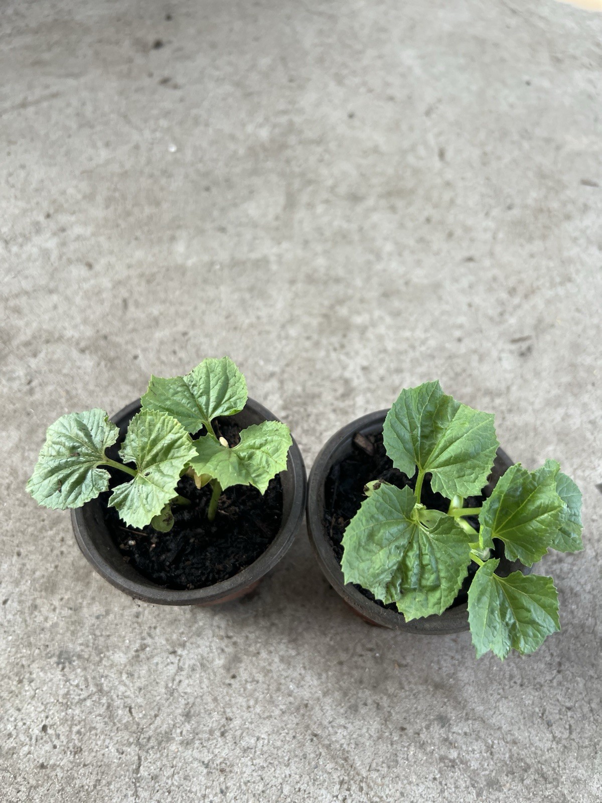 2 Pots BitterMelon Starter Live Plant 5” Ready To Plant