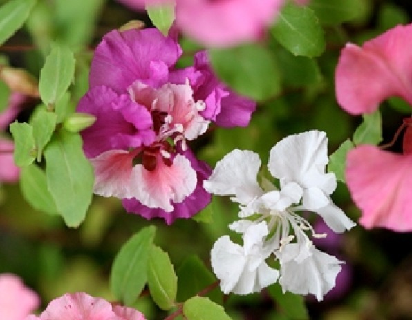 CLARKIA FLOWER SEEDS 100 FRESH SEEDS FREE SHIPPING PINK/LAVENDER/WHITE