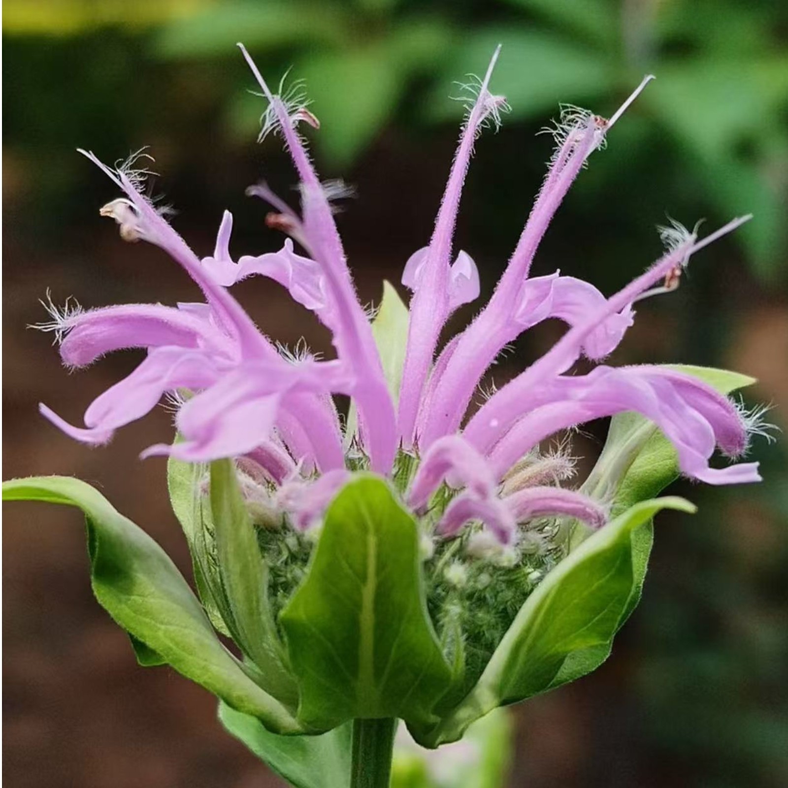 1000 Purple Bee Balm Seeds Monarda – Perennial Flower for Pollinators Zones 4–9