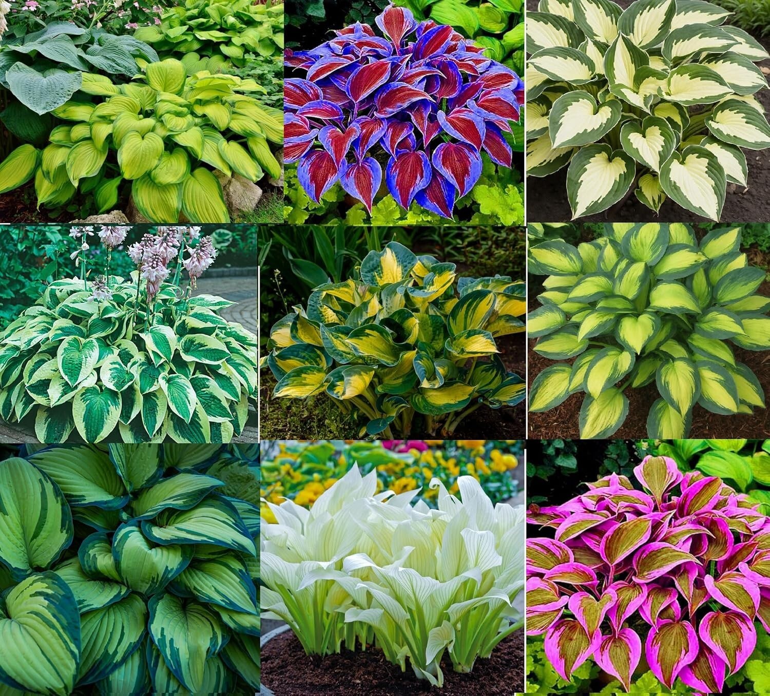 Mixed Hostas for Planting Mixed Color Roots Easy to Grow