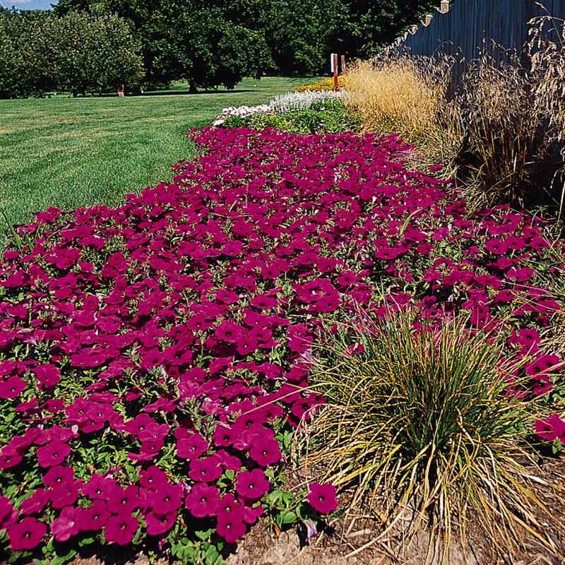 15 Seeds Purple Classic Wave Petunias Only Grow 4 – 6 Inches Tall – AAS Winner