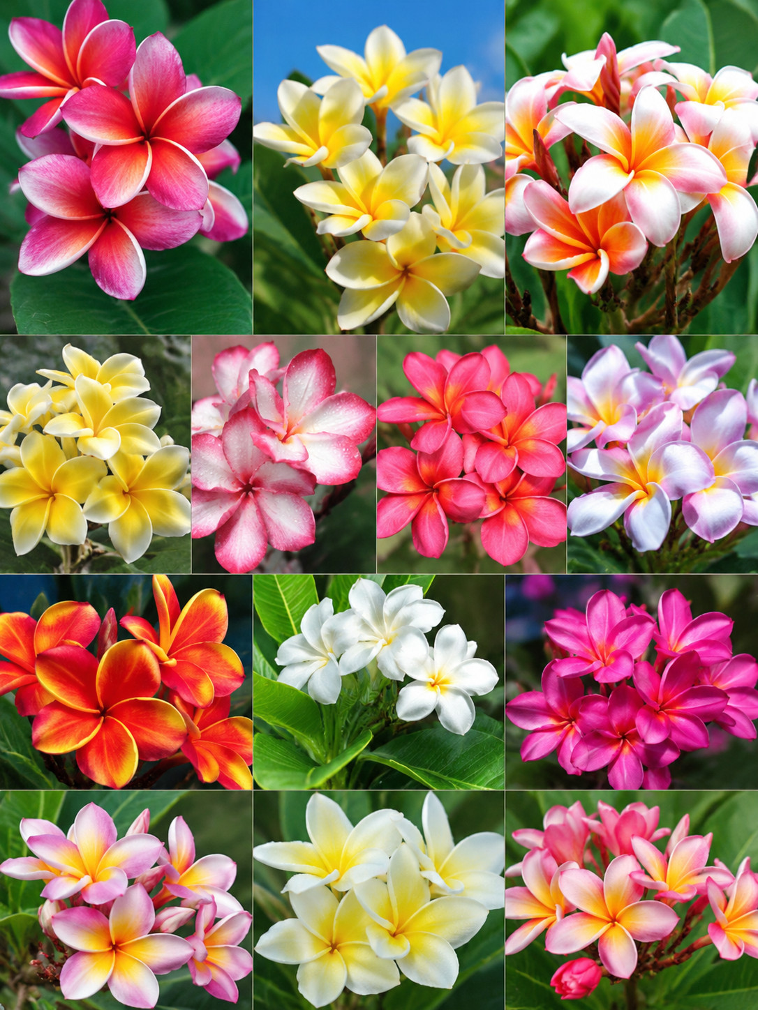 8 Mixed Colors Plumeria Seeds Tropical Frangipani Flower Garden Rare