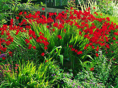 Crocosmia Lucifer.113 SEEDS, bright red flowers, EZ to grow seeds, USA seller