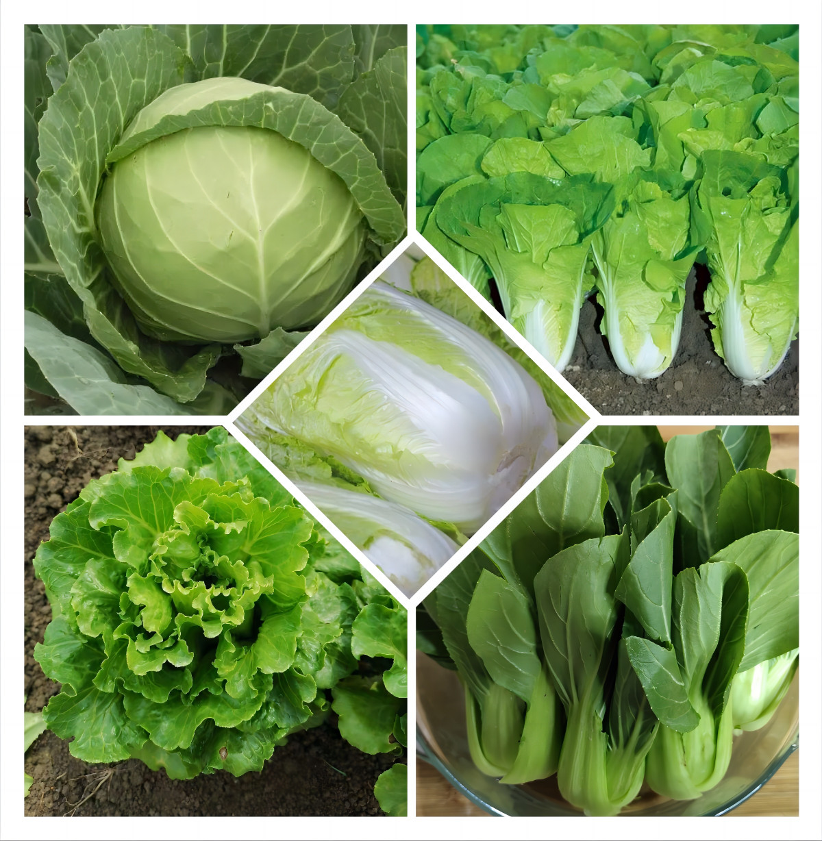 Atlas Vegetable Seeds Survival Garden Kit – Over 50,000 Seeds, 29 Varieties